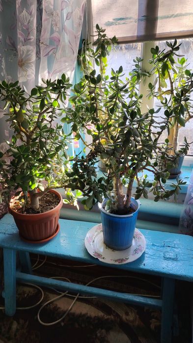 Комнатные растения