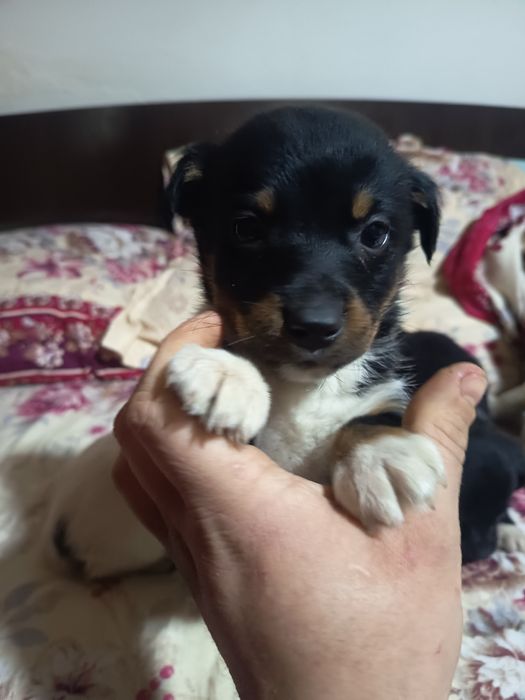 6 Cațelusi talie mica-medie adoptie gratis