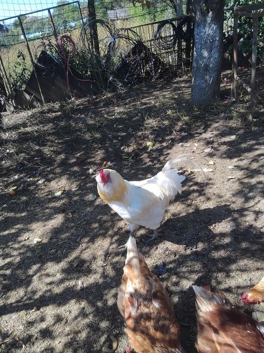 Vind cocosi araucana si ameraucana
