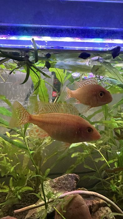 Аквариумная рыбка, цихлид Аулонокара орхидея / akvarium baliq