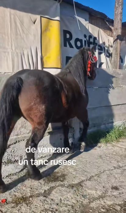 De vânzare iapă învârstă de cinci ani foarte cuminte și curată pe pici