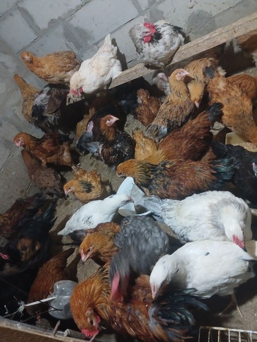 Продам куры Продам куры