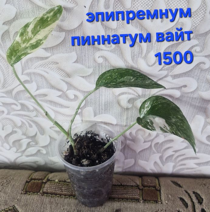Цветы на продажу