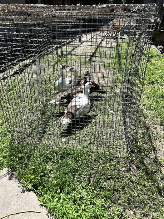 Продаются молодые уточки