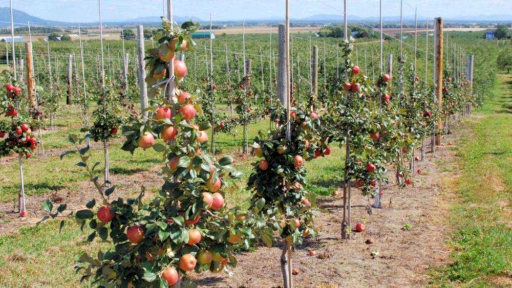 Infiintam livezi Nuci Chandler, Aluni, Meri, Peri, Aronia, Pruni.