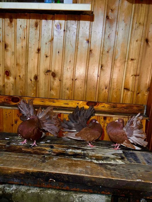 Продам голубей павлинов