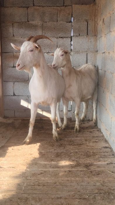 Ешкілер сатылады буазы