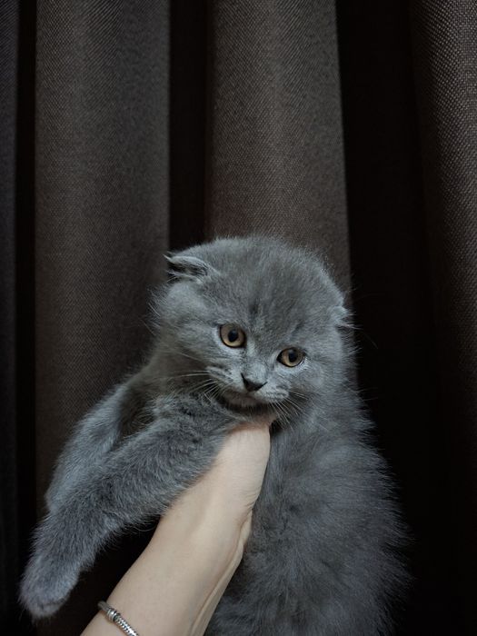 Котенок в добрые руки