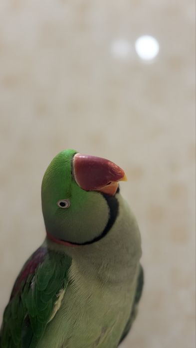 Aleksandr папугай