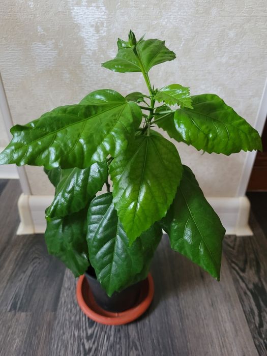 Продам китайскую розу гибискус
