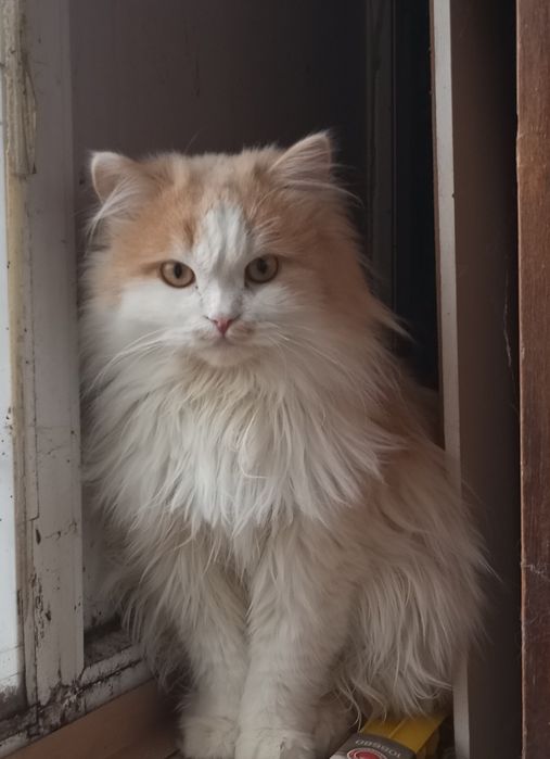 Годовалый красавец ищет дом