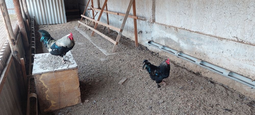 Петухи домашние 2 шт