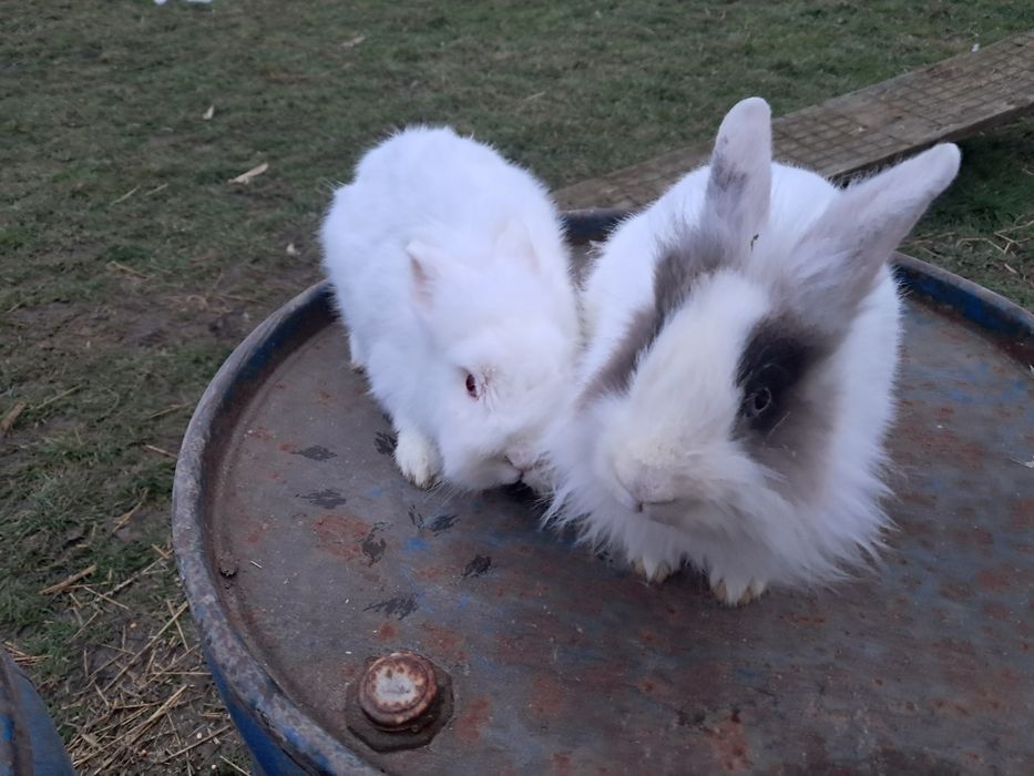 Iepuri cap de leu 1 an