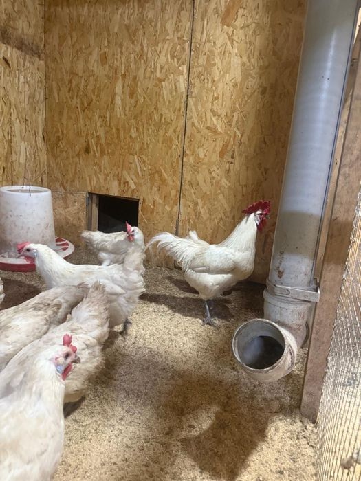 Продам семью Брессгальская 5+1