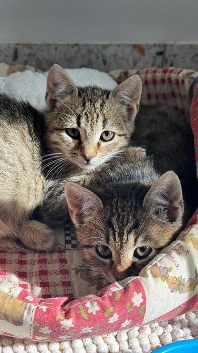 Adopție Craiova: 3 puiuți de pisică de 2 luni