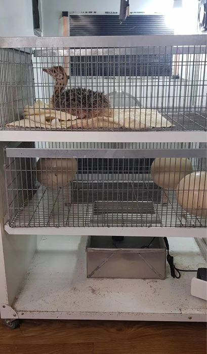 Pui de strut 1 luna Bacau