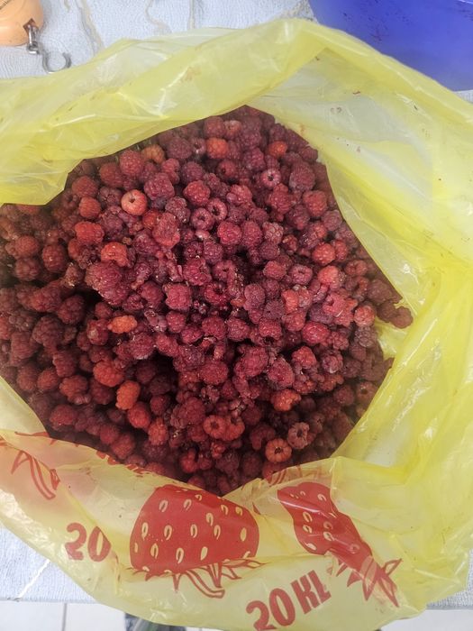 Продам домашнюю малину