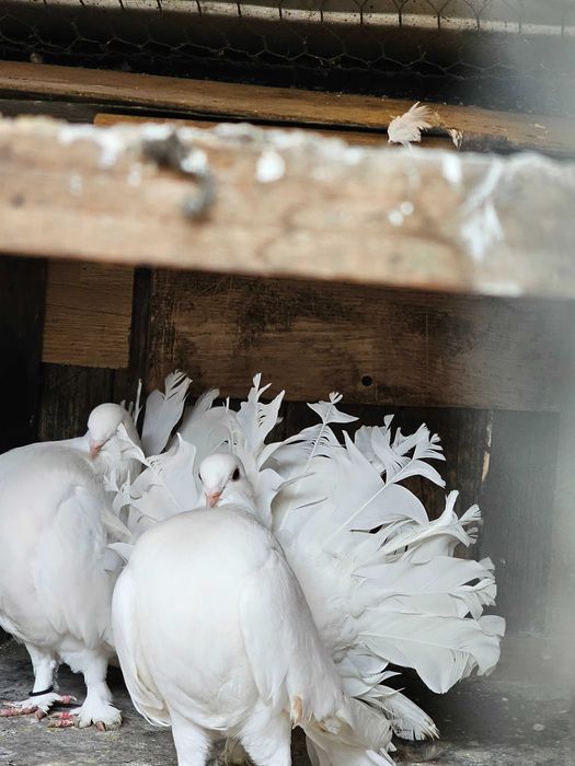 Vând pereche porumbei Pave (Pavo) albi –