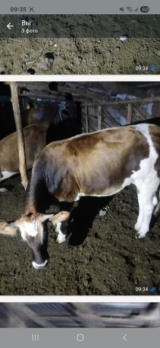 Продам телку Алатауской породы  1год 8мес
