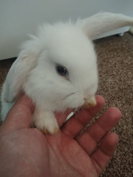 Karlik baran quyon almaz glaz