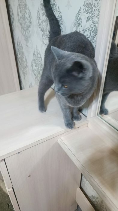 Отдам в добрые руки кошечку/девочка/БРИТАНКА