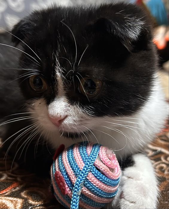 Котенок ищет дом