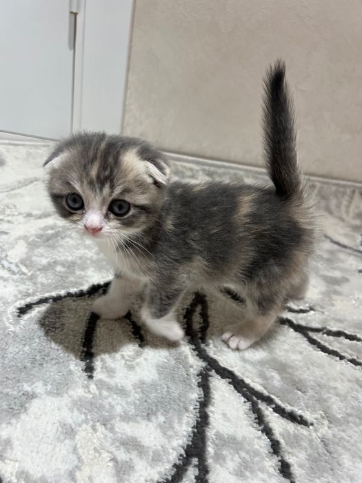 Чистокровные котята скоттиш фолд