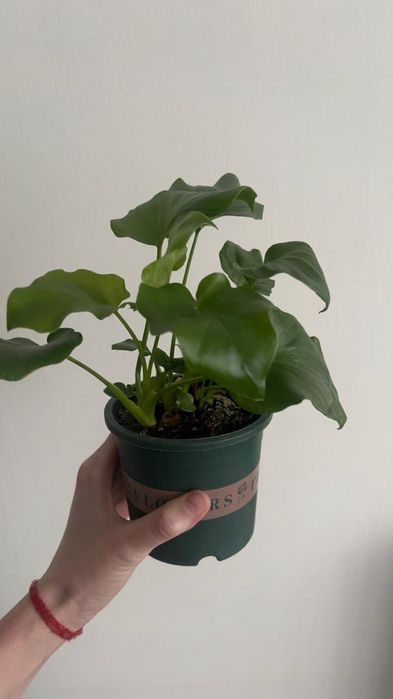 Филодендрон дваждыперистый