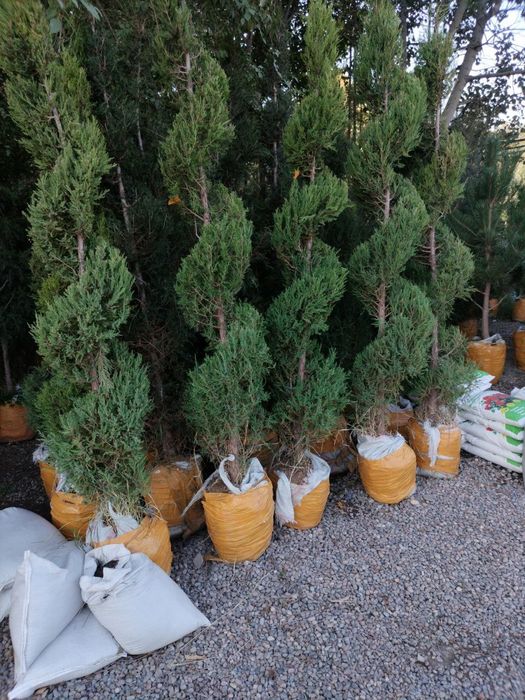 Dizayn berilgan majvinniklar