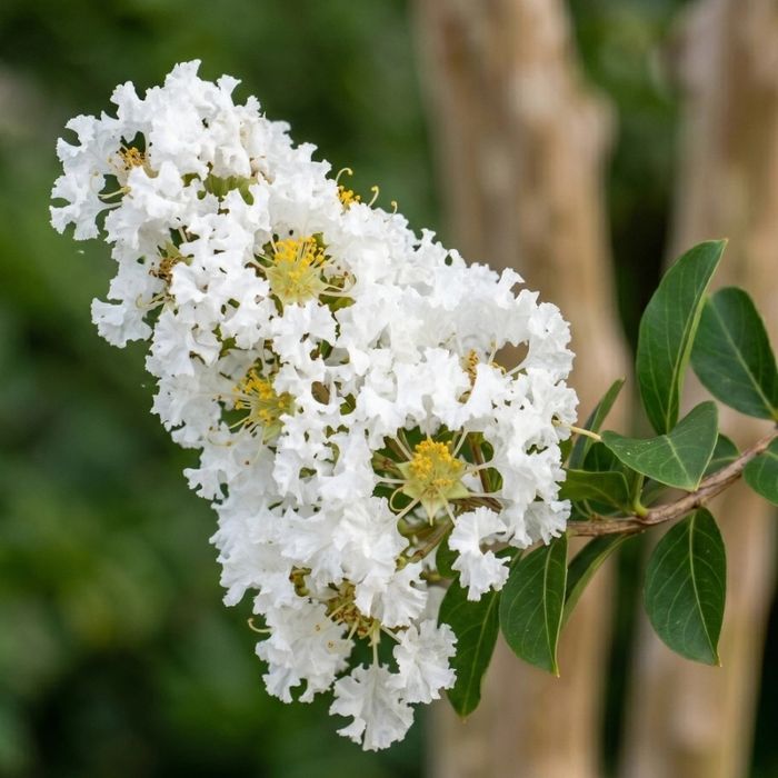 Liliac indian alb