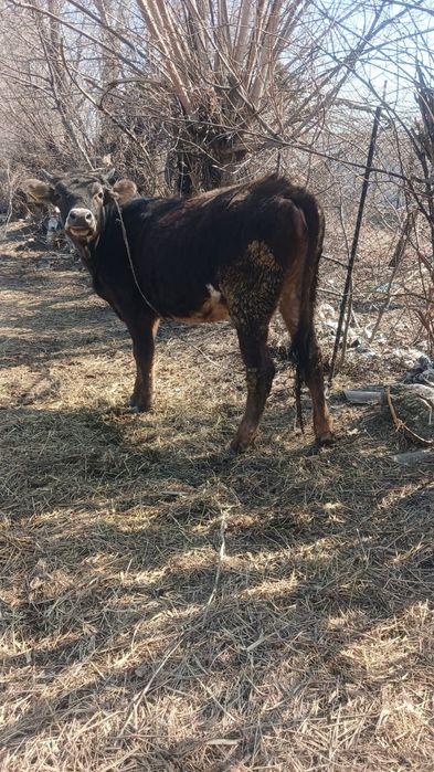 Продам   телку стельную