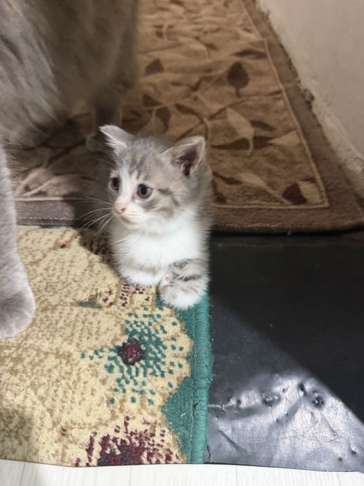 Отдам котенка в добрые руки
