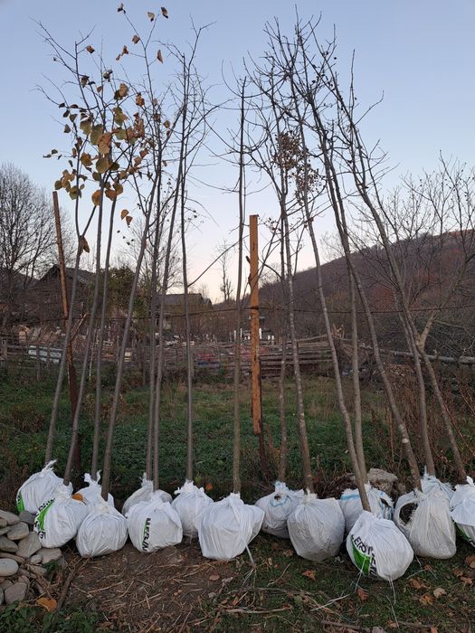 Vindem Platani Paltini Catalpa Stejar Artar Mesteacan etc