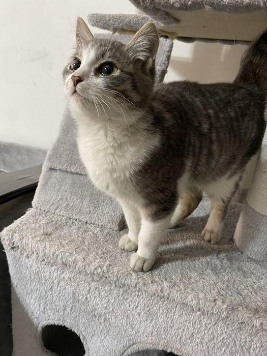 Котята примерно 5 месяцев