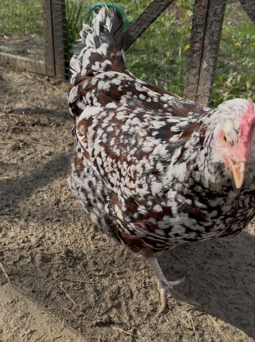 Pereche Sussex Porțelan gaina si cocosi  schimb