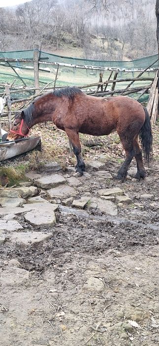 Vând iapă foarte cuminte