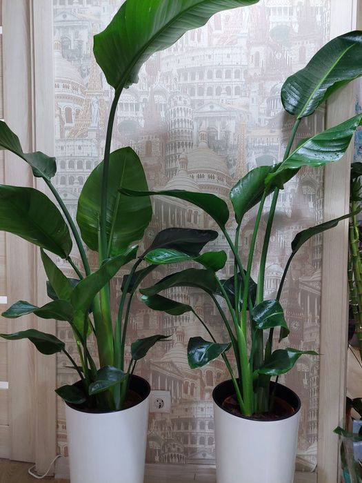 Большие цветы для офисов