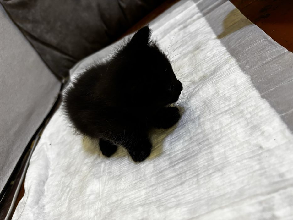 Отдам котят, 1 мес