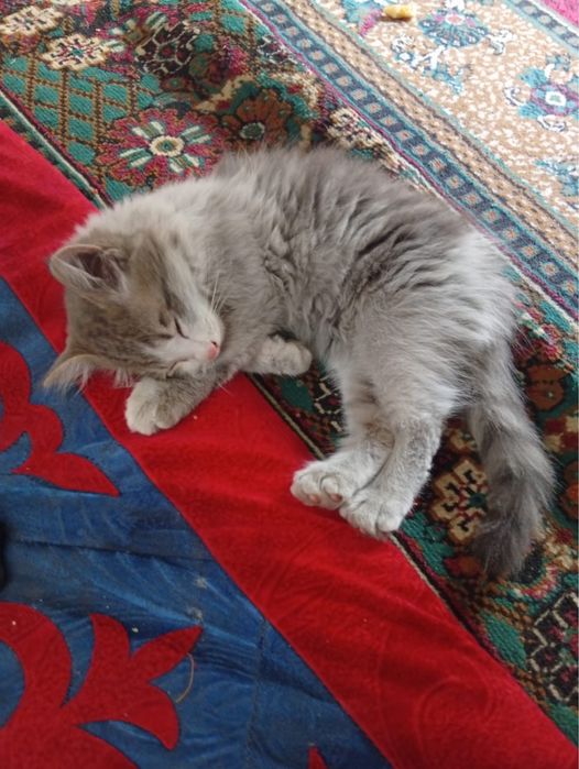 Отдам котят в добрые руки