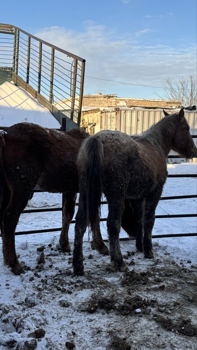 Продам Байтал 1,5г