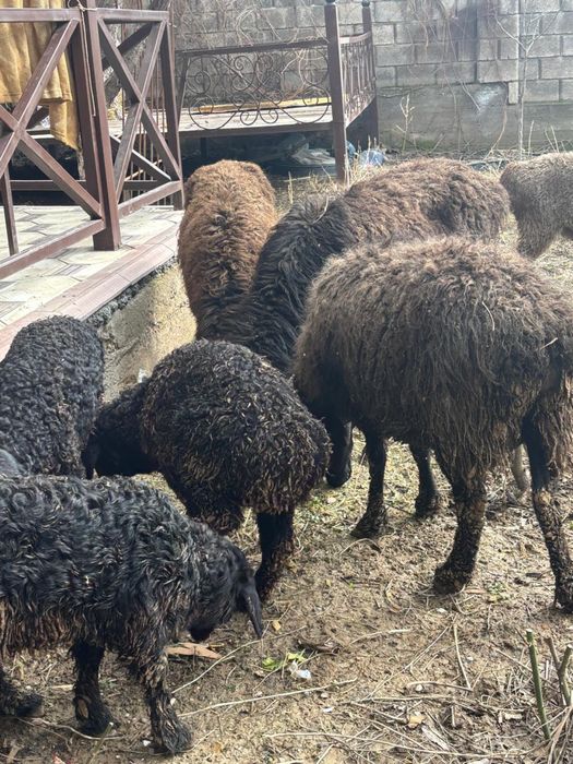 Қозылы қой сатылады