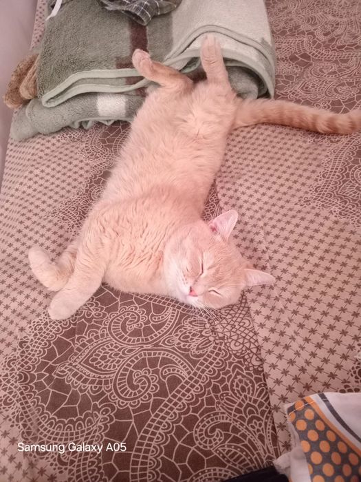 Скоттиш страйт лиловый табби