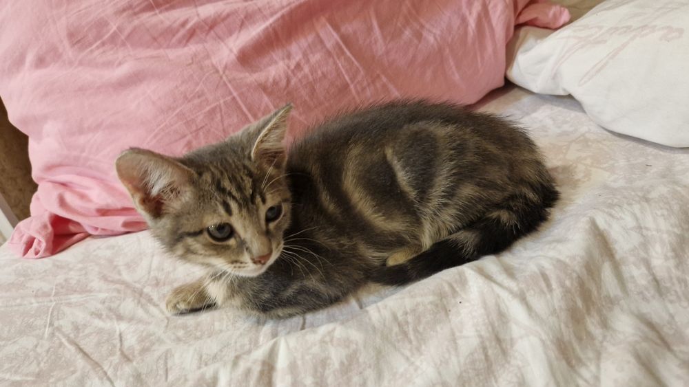 Отдам малышку в добрые руки