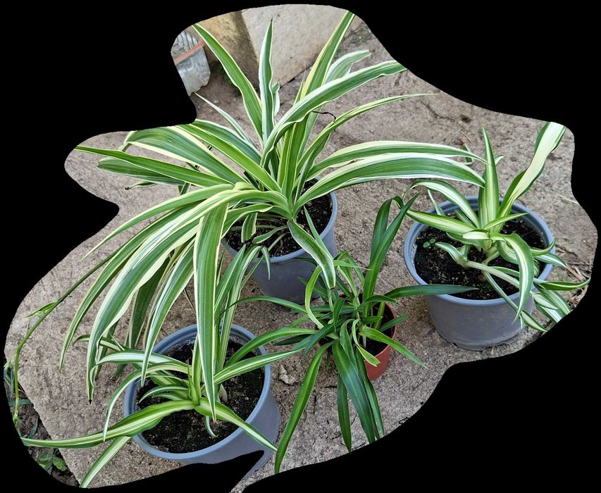 pt cadou planta paianjen 3 soiuri diferite pt aer curat