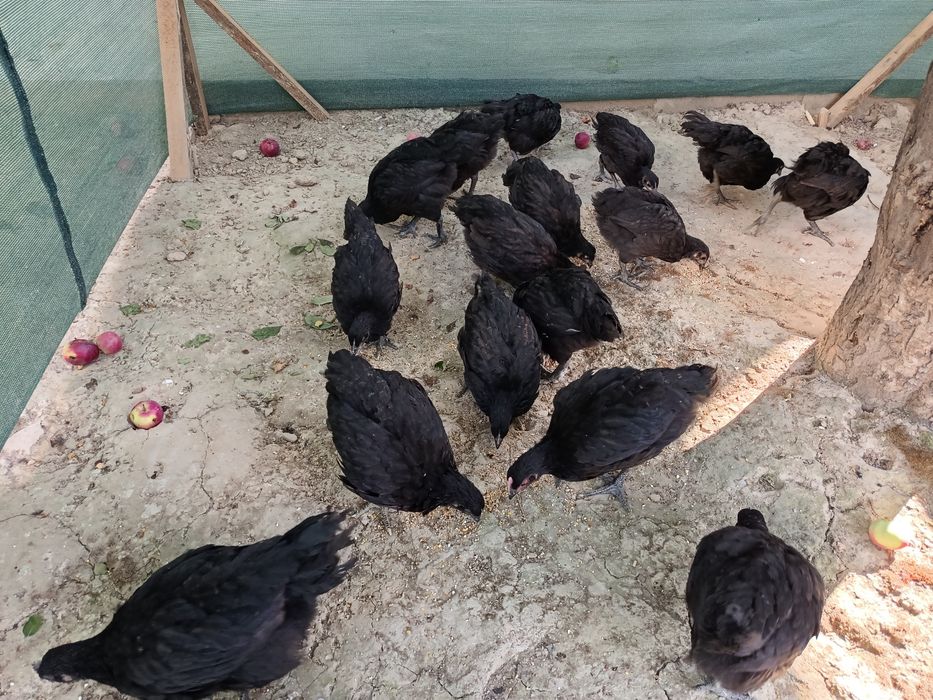 Жужалар 2 ойлик кора шахзода