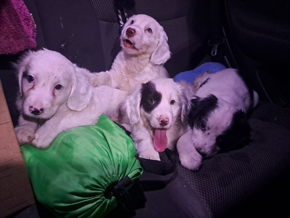 Щенки спаниеля очень красивые