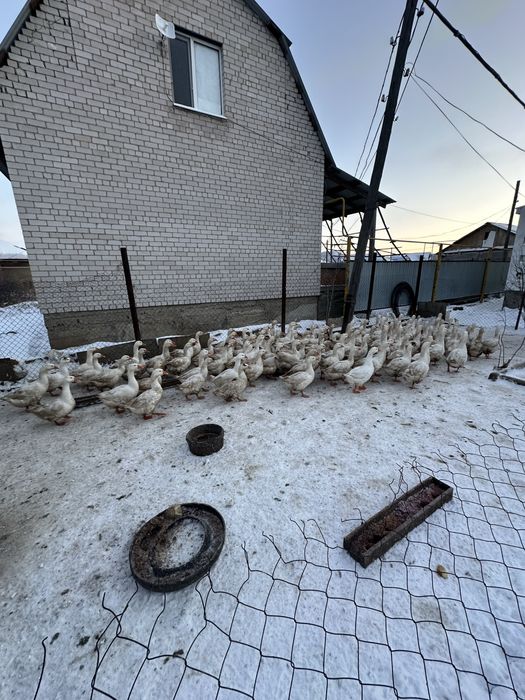 Қаз сатамын домашний