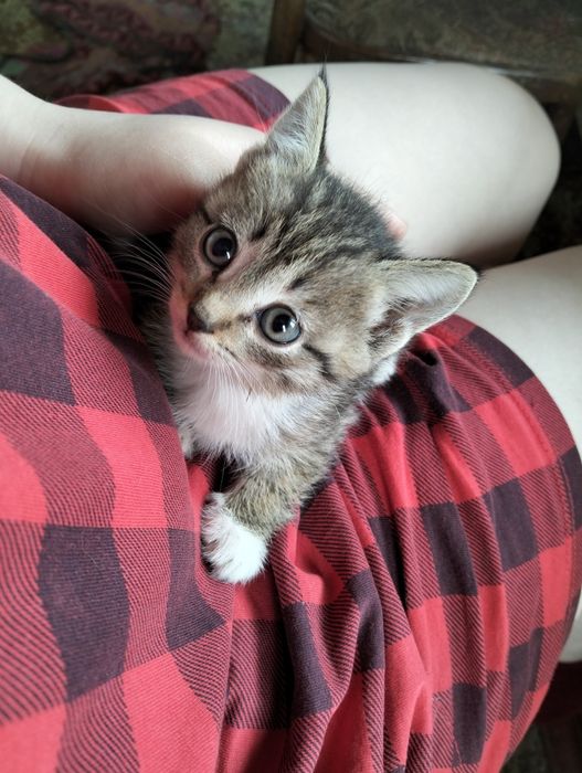 4 котенка ищут новый дом