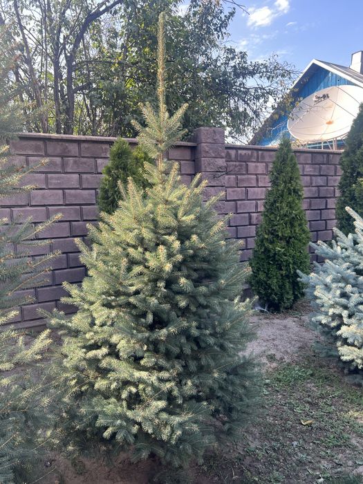 Елка ели продам 5 шт  по 120099тг