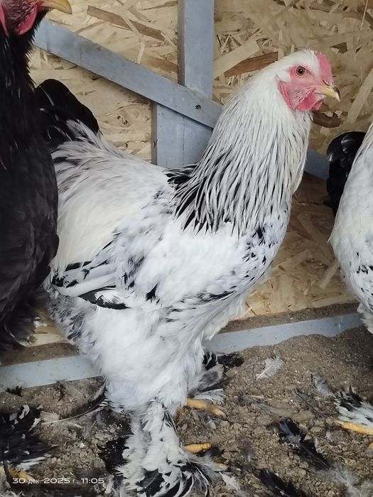 Брама молодые петухи